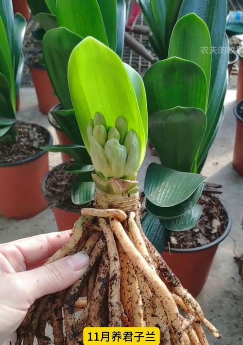 君子兰损坏后的种植方法是什么？