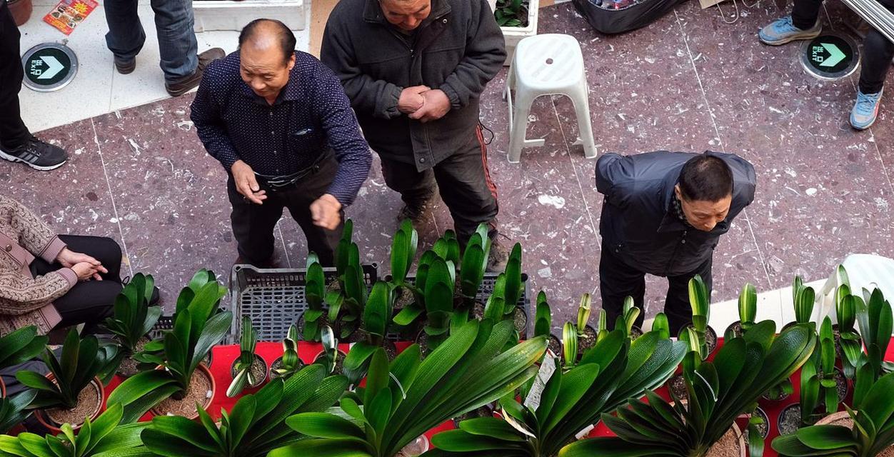 君子兰损坏后的种植方法是什么？
