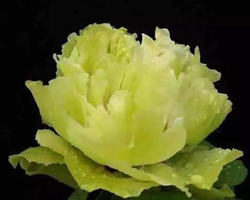 牡丹花枝条养护以促进开花的技巧？