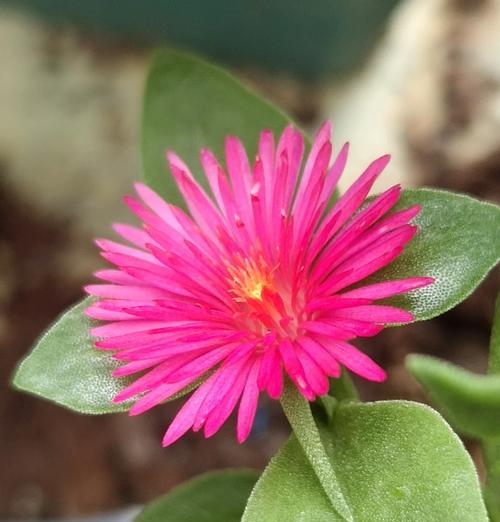牡丹花枝条养护以促进开花的技巧？