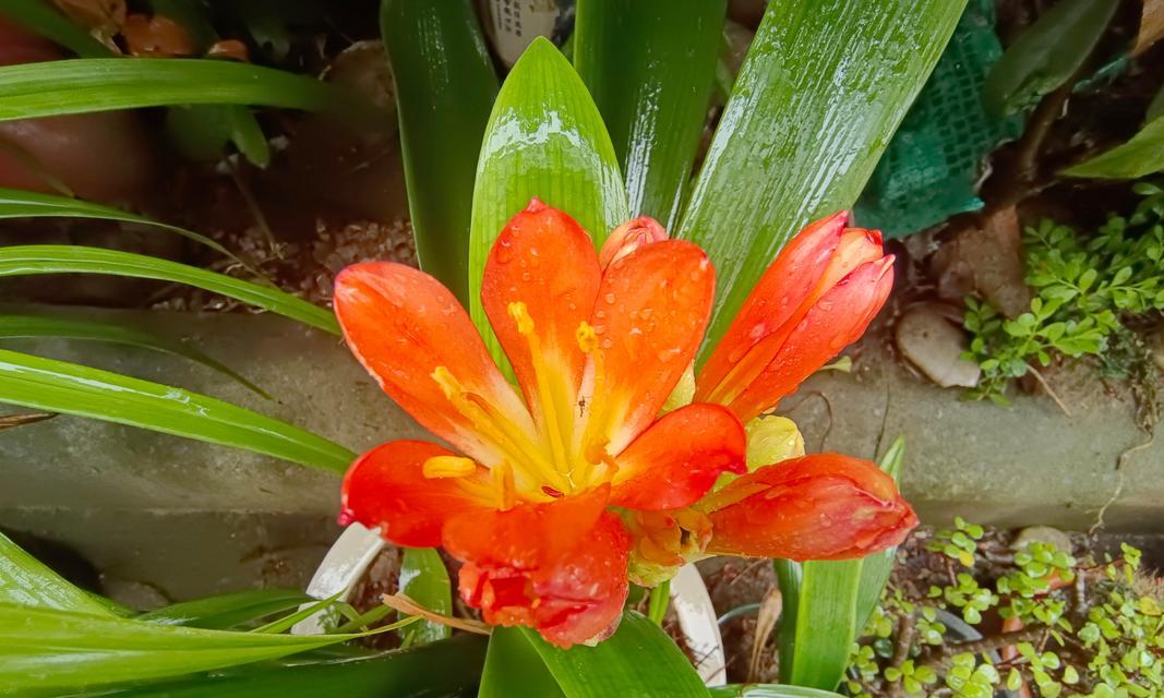 君子兰发出侧芽的原因是什么？如何正确处理侧芽？
