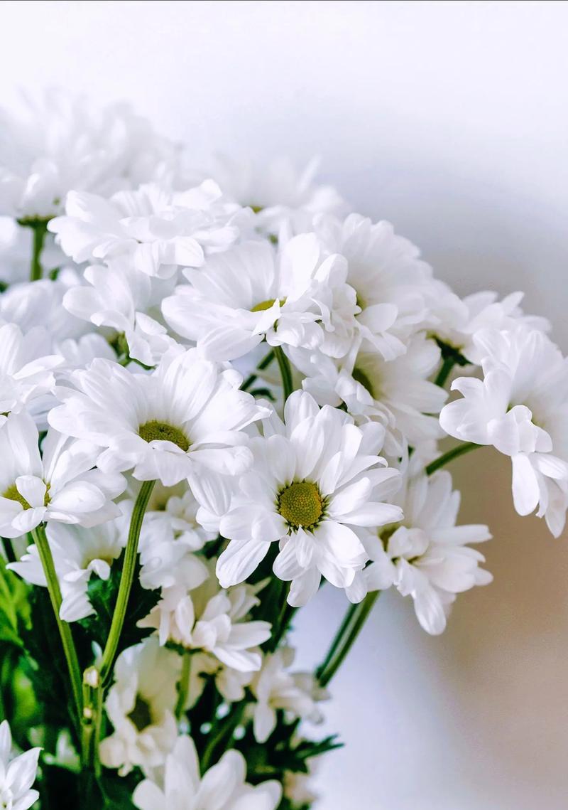 给病人送什么花花语好？哪种花代表康复？