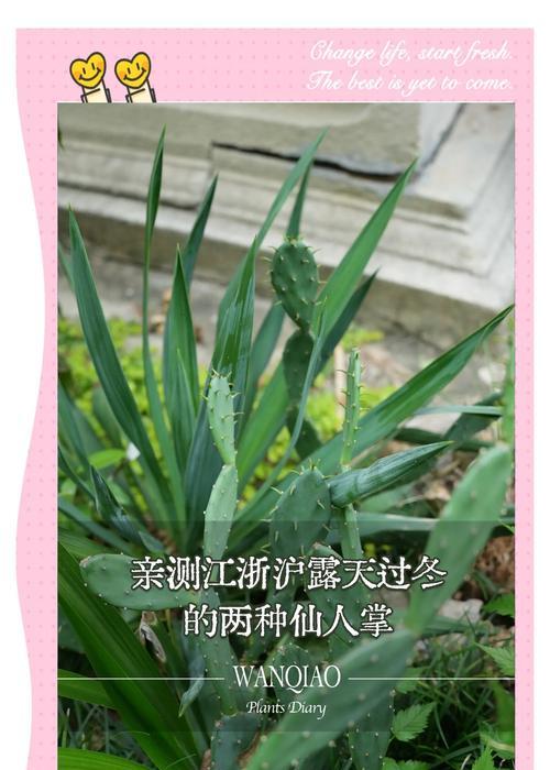 种植基地的仙人掌如何种植？有哪些注意事项？