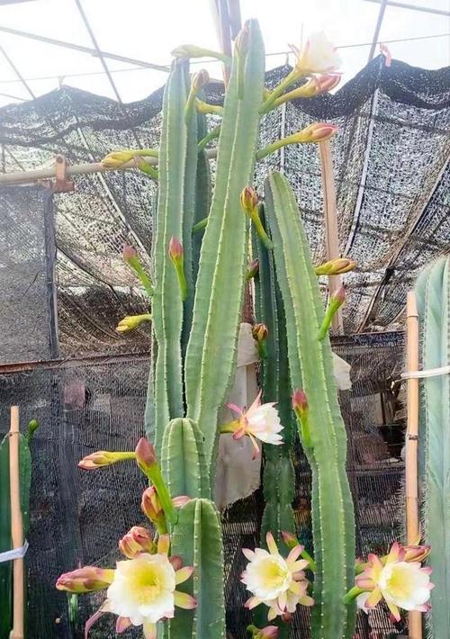 种植基地的仙人掌如何种植？有哪些注意事项？
