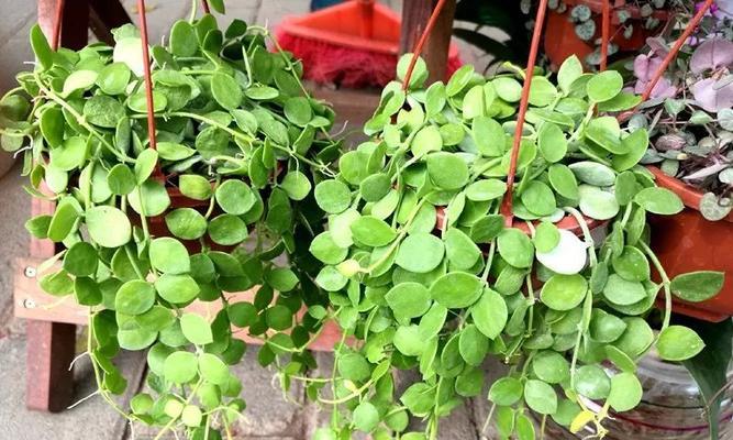 牡丹花嫁接小苗的养护要点是什么？