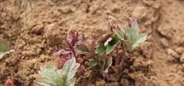 牡丹花嫁接小苗的养护要点是什么？