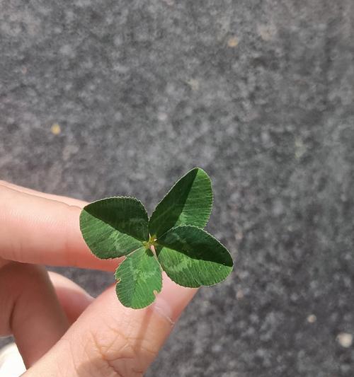四叶草花语可以用哪个成语来形容？