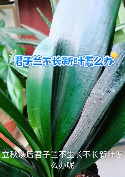 君子兰老叶子多时应如何处理？