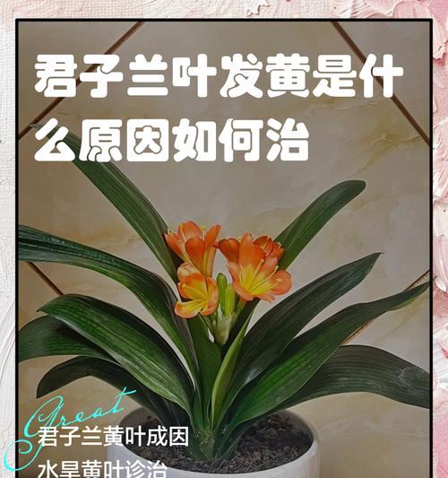 君子兰老叶子多时应如何处理？