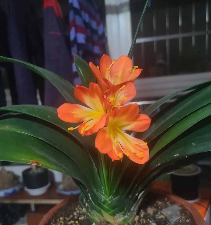 君子兰开花前有哪些明显兆头？