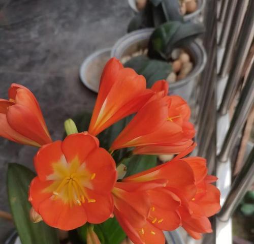 君子兰开花前有哪些明显兆头？
