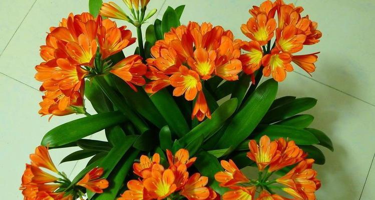 君子兰开花前有哪些明显兆头？