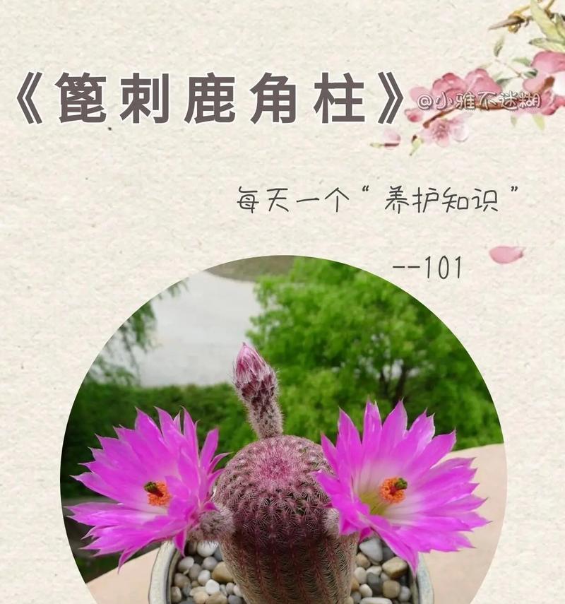 彩色仙人球的日常养护要点是什么？