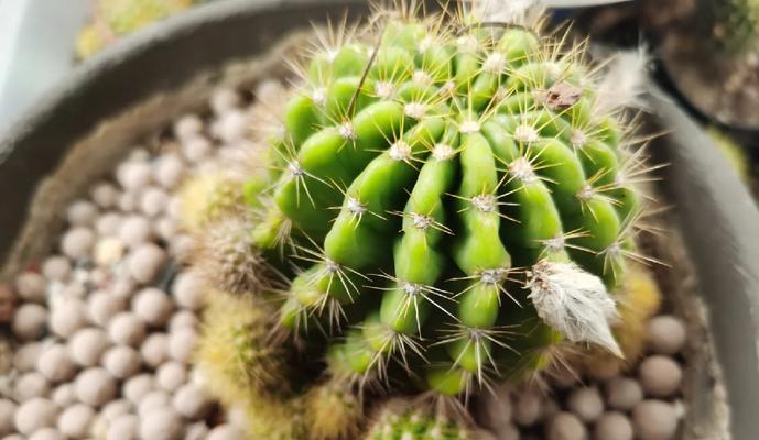彩色仙人球的日常养护要点是什么？