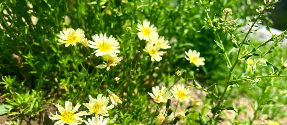 苦菊的花语是什么？苦菊代表了哪种情感或信息？