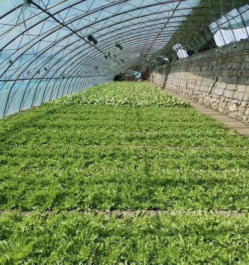 苦菊的花语是什么？苦菊代表了哪种情感或信息？