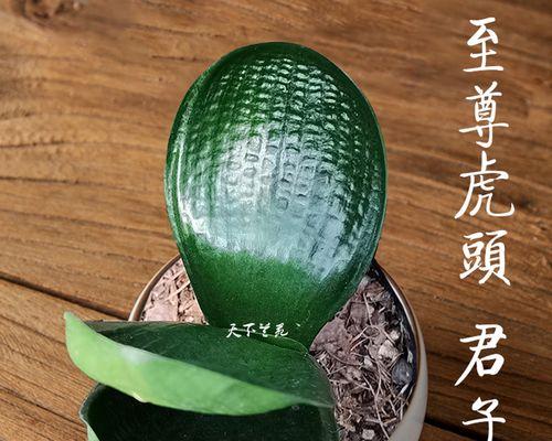 满天星君子兰的品种特点是什么？