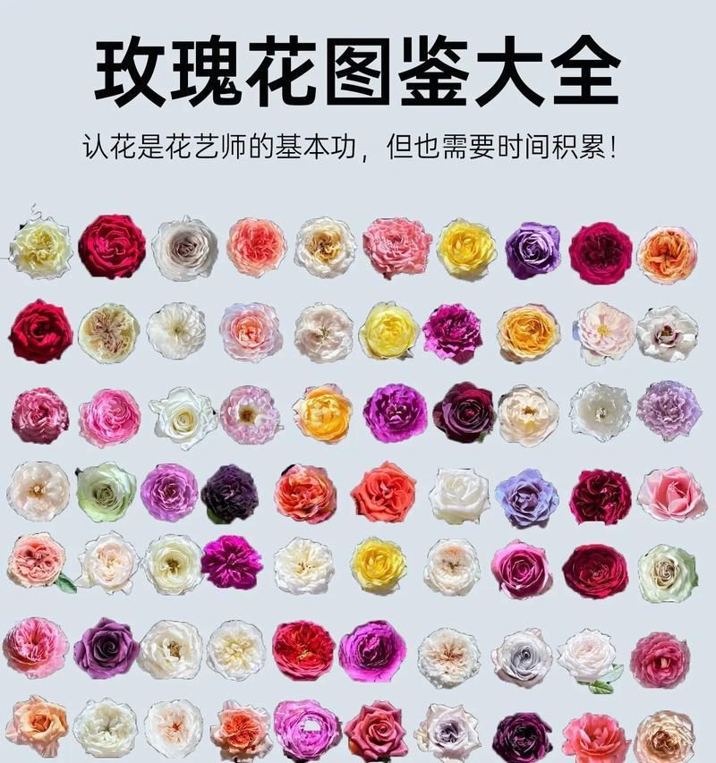 玫瑰花混合花的养殖方法是什么？