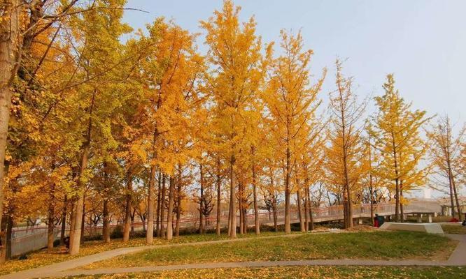 落城的花语是什么？落城花语有何含义？