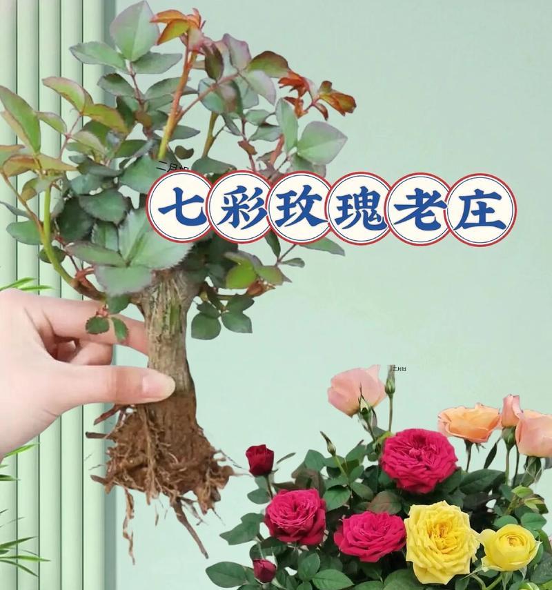 玫瑰花混合花的养殖方法是什么？