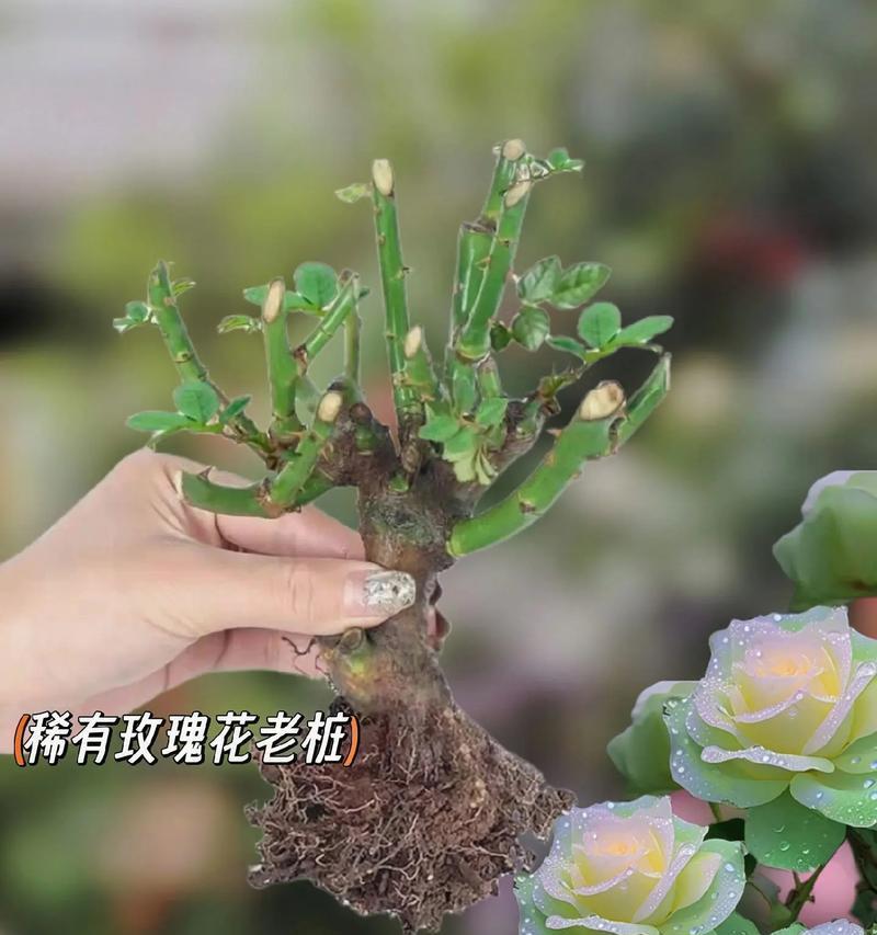 干枝插花玫瑰花怎么养？保持插花新鲜的技巧有哪些？