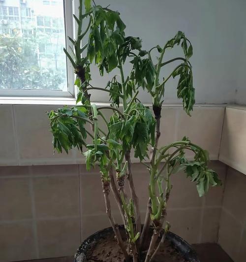 牡丹花栽种苗的正确养护方法？如何确保牡丹花苗健康成长？