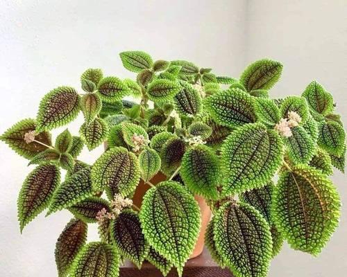 光线不足时如何养护仙人掌植物？有哪些方法可以改善光照条件？