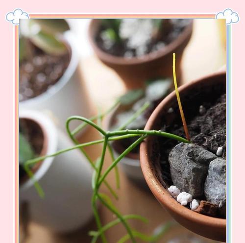 光线不足时如何养护仙人掌植物？有哪些方法可以改善光照条件？