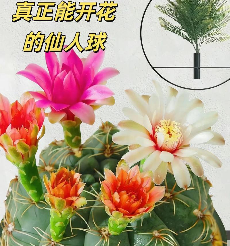 盛放的仙人球花如何养护？管理盛放仙人球花的要点是什么？