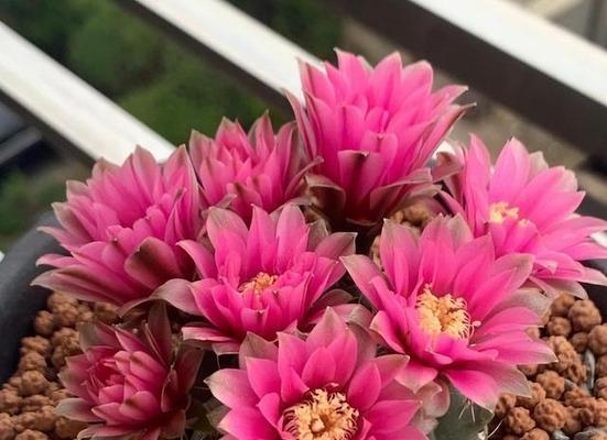 盛放的仙人球花如何养护？管理盛放仙人球花的要点是什么？