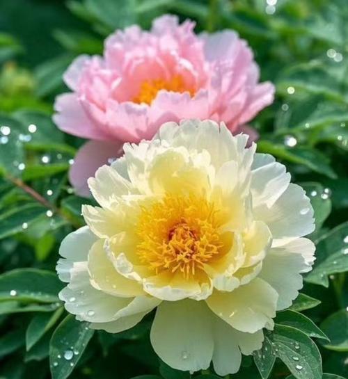 仙气牡丹的花语和寓意是什么？