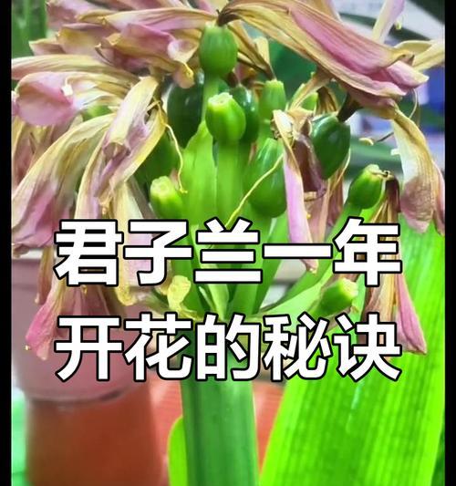 君子兰快速开花的秘诀是什么？