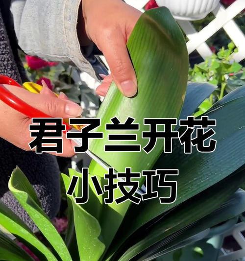 君子兰快速开花的秘诀是什么？