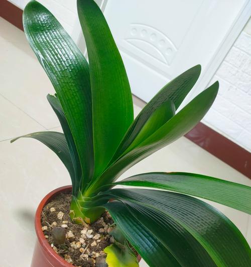 君子兰骨粒土种植方法有哪些？