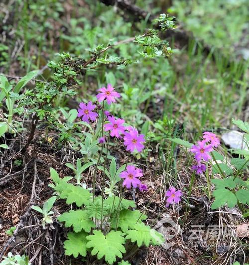 干灵芝的寓意和花语是什么？有什么特别含义？
