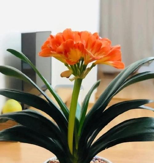 君子兰骨粒土种植方法有哪些？
