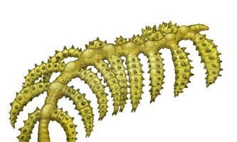 仙人掌虫的养殖方法是什么？
