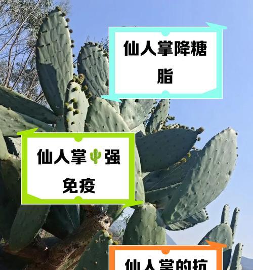 仙人掌虫的养殖方法是什么？