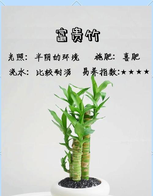富贵竹的花语为何是花开富贵？