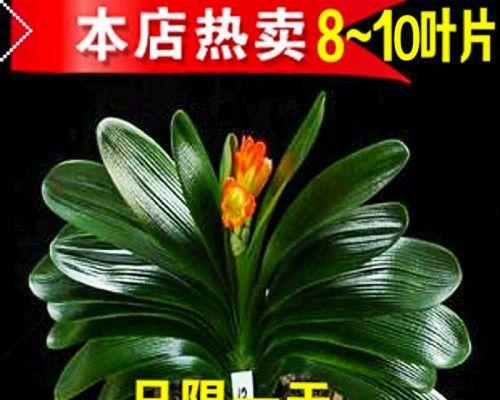 君子兰大苗盆栽带花苞的处理方法？