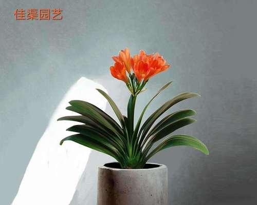 君子兰大苗盆栽带花苞的处理方法？
