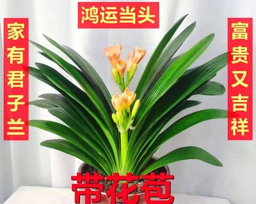 君子兰大苗盆栽带花苞的处理方法？