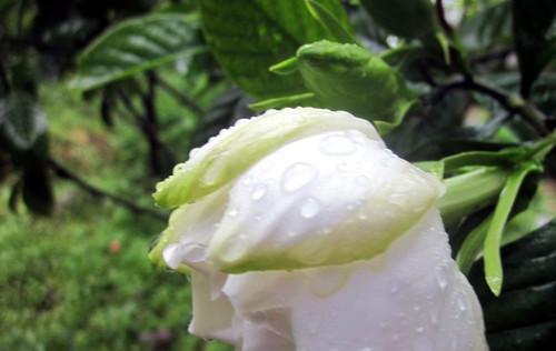 栀子花在雨中的花语代表什么？
