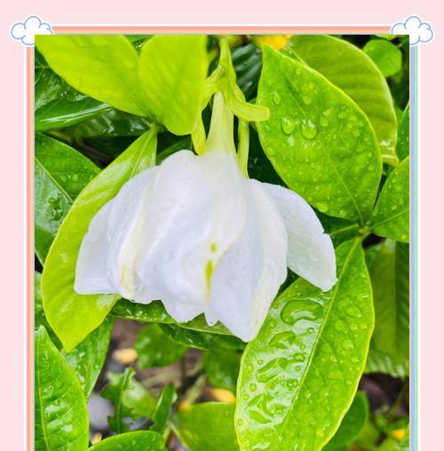 栀子花在雨中的花语代表什么？