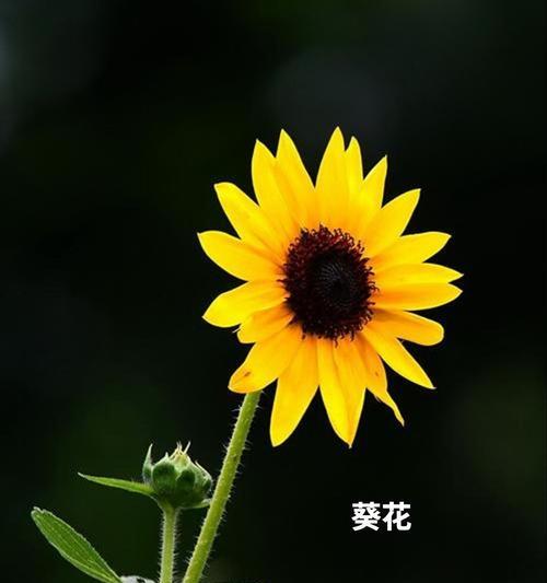哪种花的花语代表享受？
