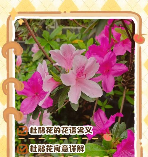 哪种花的花语代表享受？