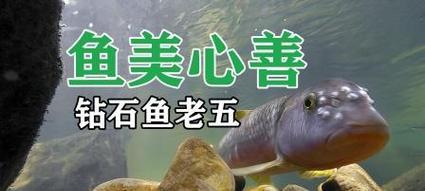 仙人掌鱼的种植方法是什么？
