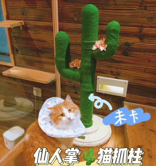 小喵咪仙人掌的养护方法是什么？