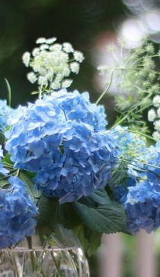 绣球花浅蓝色的花语是什么？绣球花颜色与花语有何关联？