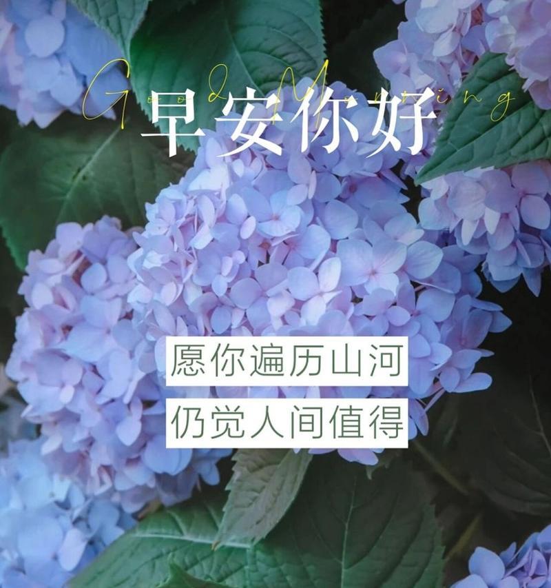 绣球花浅蓝色的花语是什么？绣球花颜色与花语有何关联？